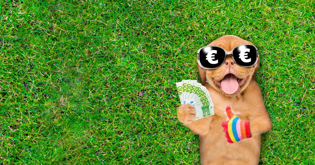 Puppy met zonnebril ligt op het gras met geld in zijn poot en duim omhoog